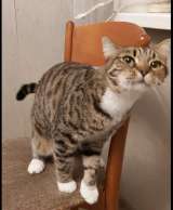 Кошка Сима с зелёными глазами в добрые руки