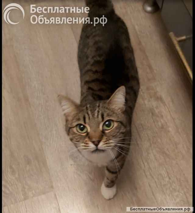 Кошка Сима с зелёными глазами в добрые руки