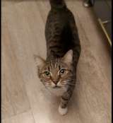 Кошка Сима с зелёными глазами в добрые руки