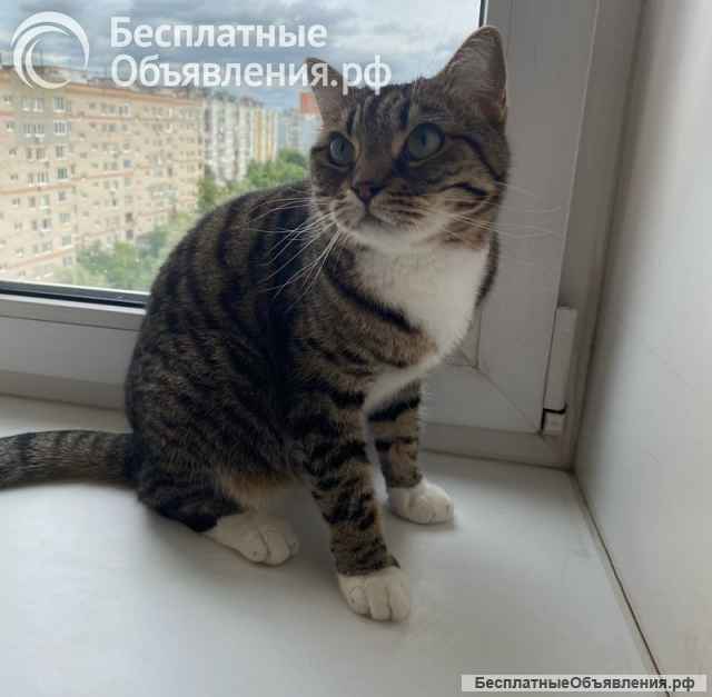 Кошка Сима с зелёными глазами в добрые руки