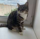 Кошка Сима с зелёными глазами в добрые руки