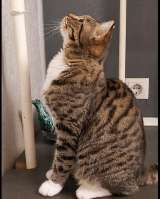 Кошка Сима с зелёными глазами в добрые руки