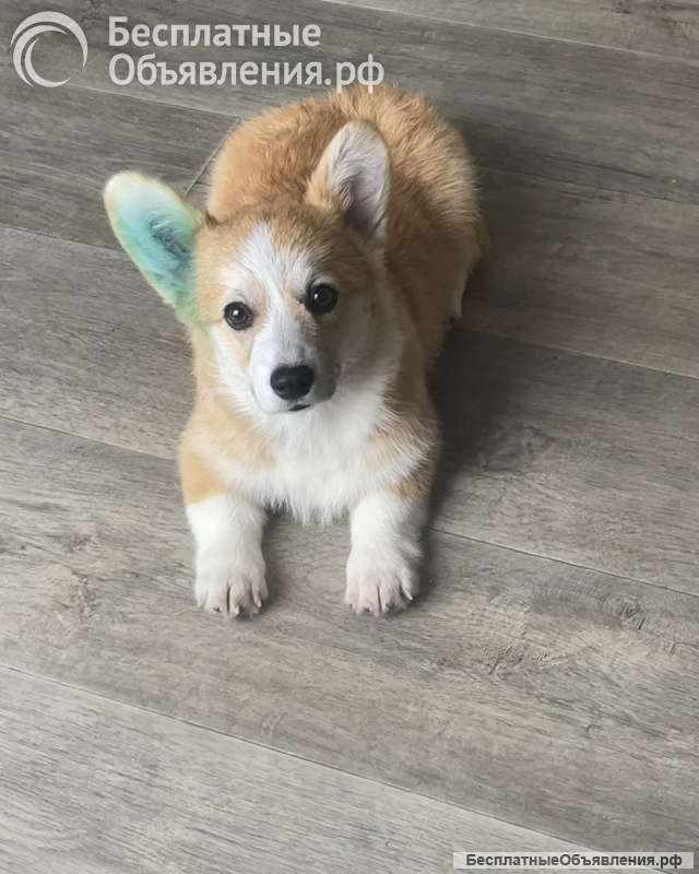 Вельш корги пемброк
