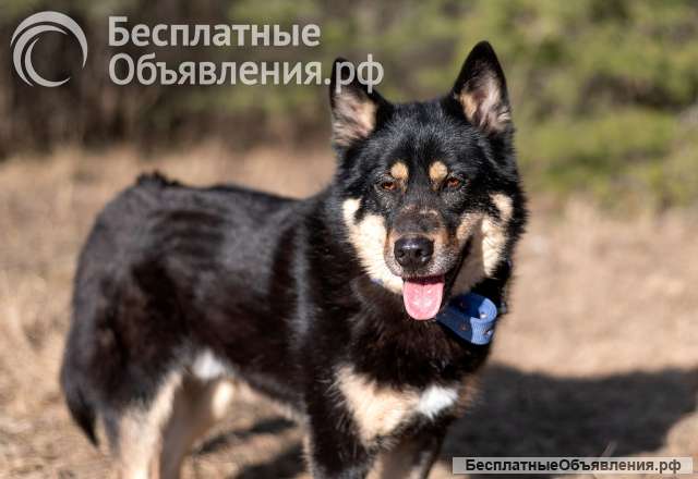 Лайка Джейсон шикарный парень ищет