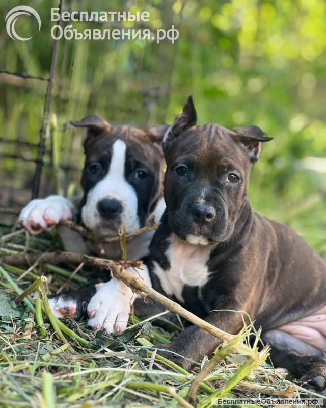 Шикарные тигровые и черные чудо детки Амстаффтерьера