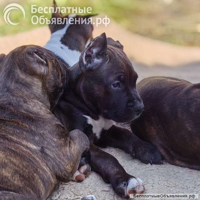 Шикарные тигровые и черные чудо детки Амстаффтерьера