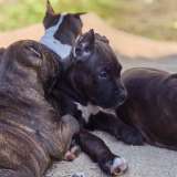 Шикарные тигровые и черные чудо детки Амстаффтерьера