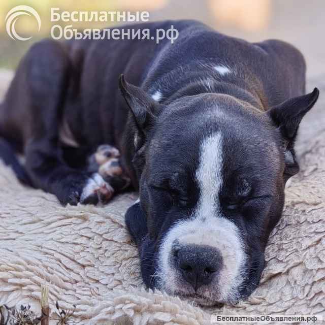 Шикарные тигровые и черные чудо детки Амстаффтерьера