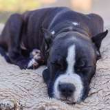 Шикарные тигровые и черные чудо детки Амстаффтерьера