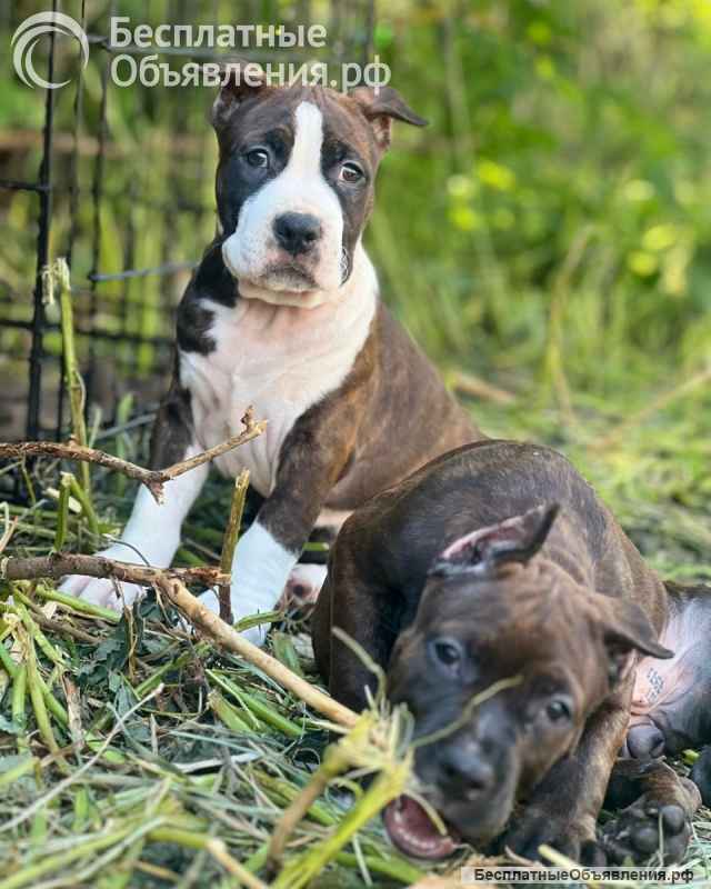 Шикарные тигровые и черные чудо детки Амстаффтерьера