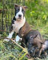 Шикарные тигровые и черные чудо детки Амстаффтерьера