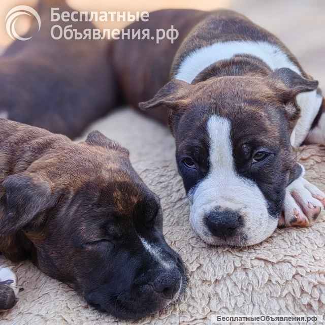 Шикарные тигровые и черные чудо детки Амстаффтерьера