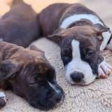 Шикарные тигровые и черные чудо детки Амстаффтерьера