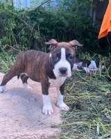 Шикарные тигровые и черные чудо детки Амстаффтерьера