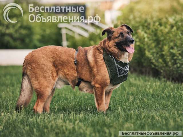 Марти пёс, который очень ждет своего человека и мечтает обрести дом