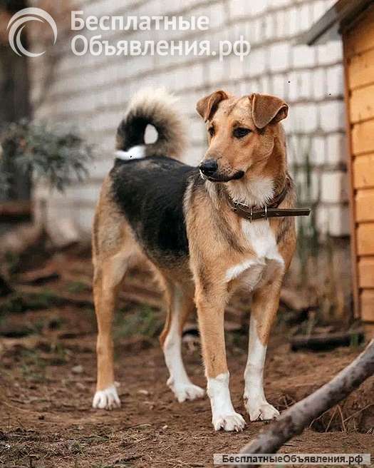 Очень нужны добрые дома подросткам-собакам, отличным охранникам