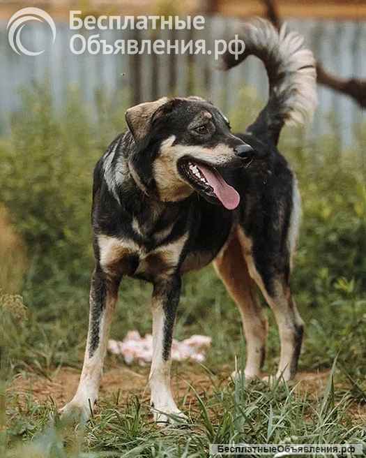 Очень нужны добрые дома подросткам-собакам, отличным охранникам