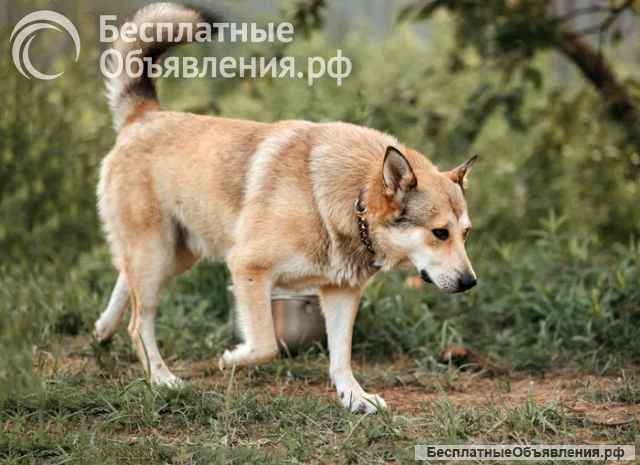 Очень нужны добрые дома подросткам-собакам, отличным охранникам