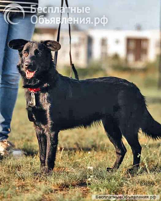 Очень нужны добрые дома подросткам-собакам, отличным охранникам