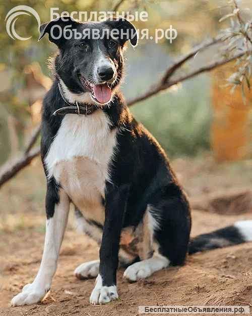 Очень нужны добрые дома подросткам-собакам, отличным охранникам