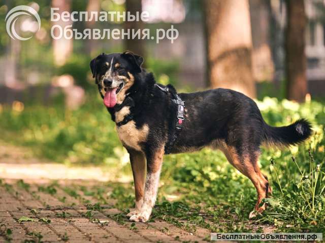 Обаяшка Том ищет свою семью
