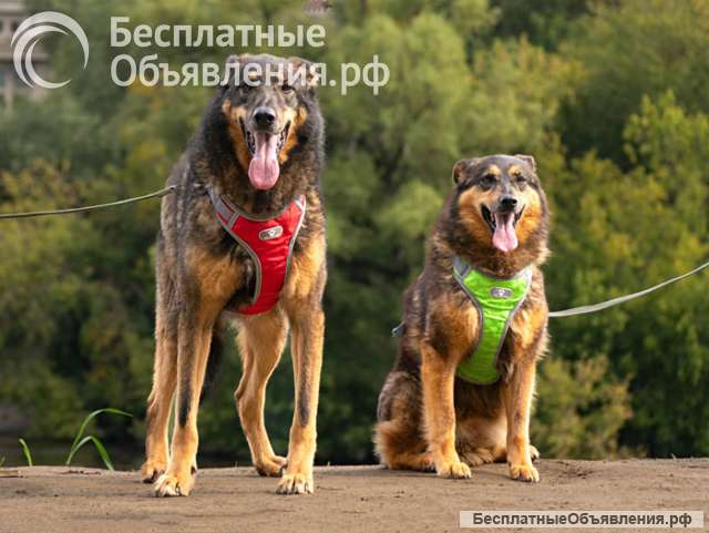 Ищем дом для двух неразлучных сердец Коннора и Лизы