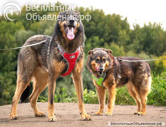 Ищем дом для двух неразлучных сердец Коннора и Лизы