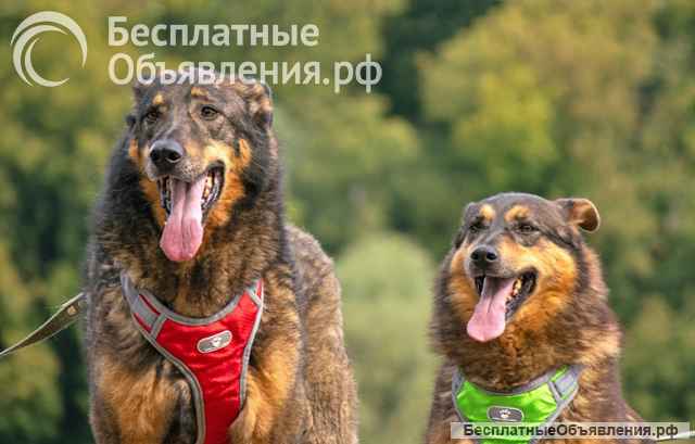 Ищем дом для двух неразлучных сердец Коннора и Лизы