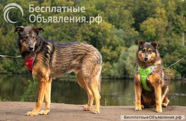 Ищем дом для двух неразлучных сердец Коннора и Лизы