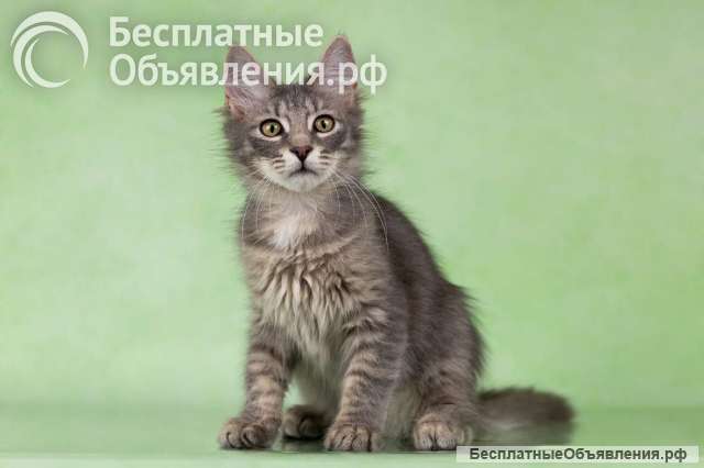 Кошечка Ася ищет свою любящую семью