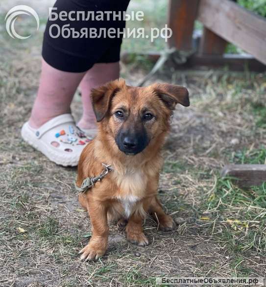 Ника, маленькая собачка ищет дом