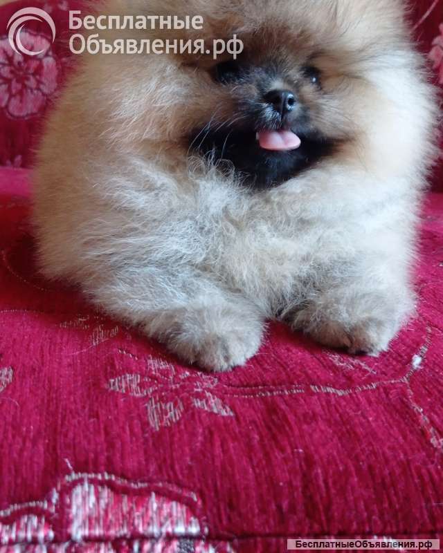 Померанский шпиц девочка оранж-соболь с документами