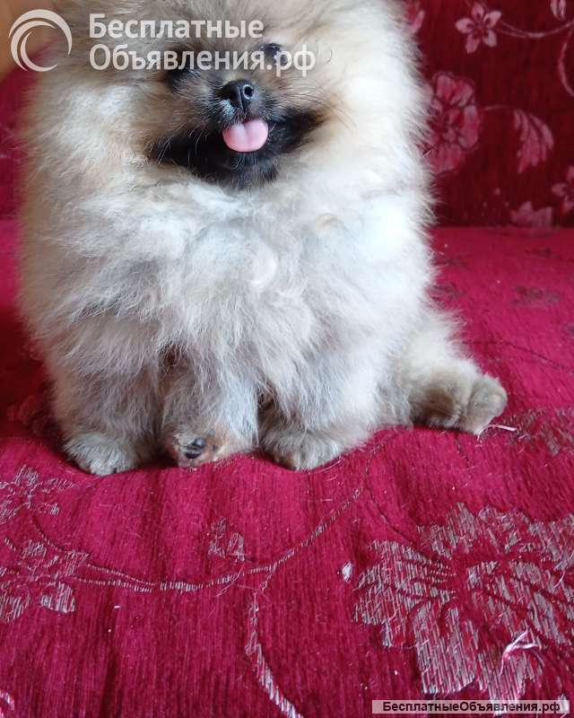 Померанский шпиц девочка оранж-соболь с документами