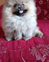 Померанский шпиц девочка оранж-соболь с документами