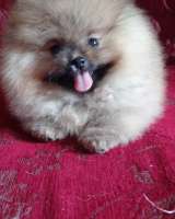 Померанский шпиц девочка оранж-соболь с документами