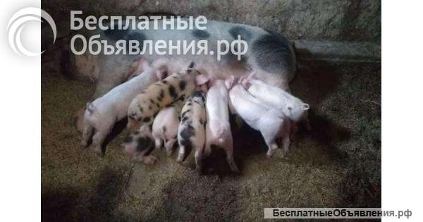 Отдам поросят бесплатно