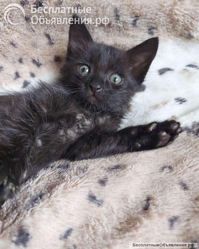 Черная кошечка Ночка 1,5 месяца ищет дом