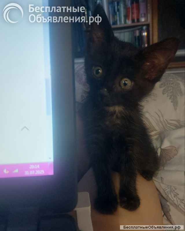 Черная кошечка Ночка 1,5 месяца ищет дом