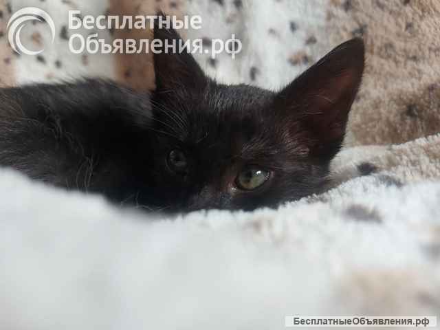 Черная кошечка Ночка 1,5 месяца ищет дом