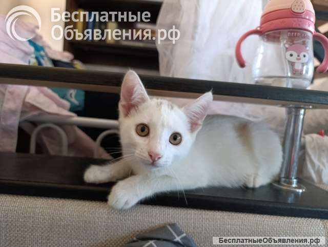 Белый котенок
