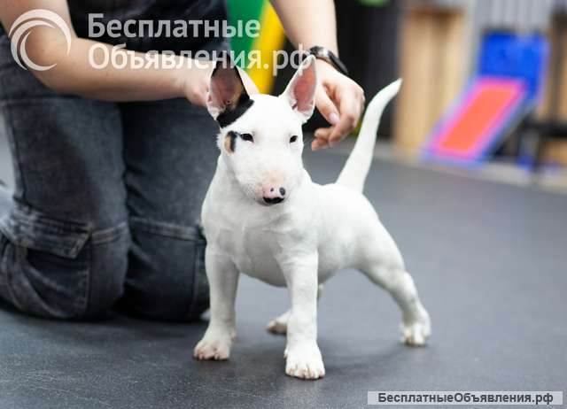 Миниатюрный Бультерьер