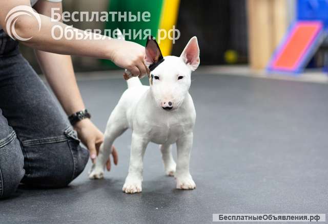 Миниатюрный Бультерьер