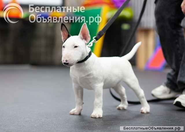 Миниатюрный Бультерьер