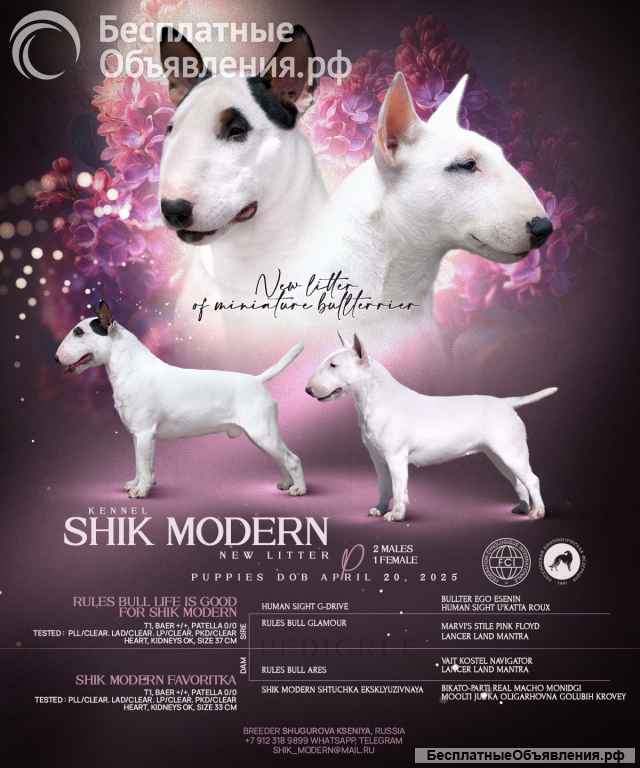 Миниатюрный Бультерьер