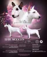 Миниатюрный Бультерьер