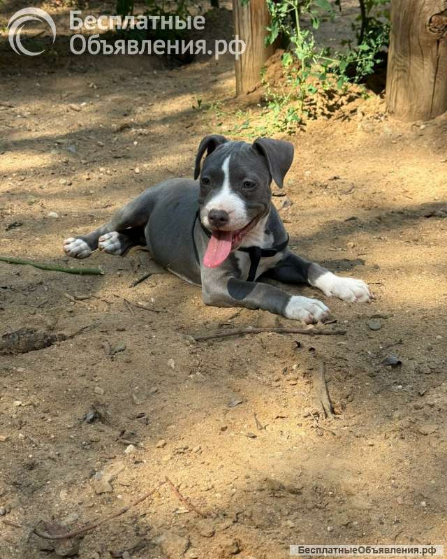 Шикарные голубо-белые щенки Амстаффтерьера 4 месяца ркф