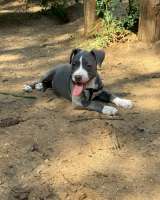 Шикарные голубо-белые щенки Амстаффтерьера 4 месяца ркф