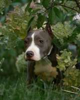 Шикарные голубо-белые щенки Амстаффтерьера 4 месяца ркф