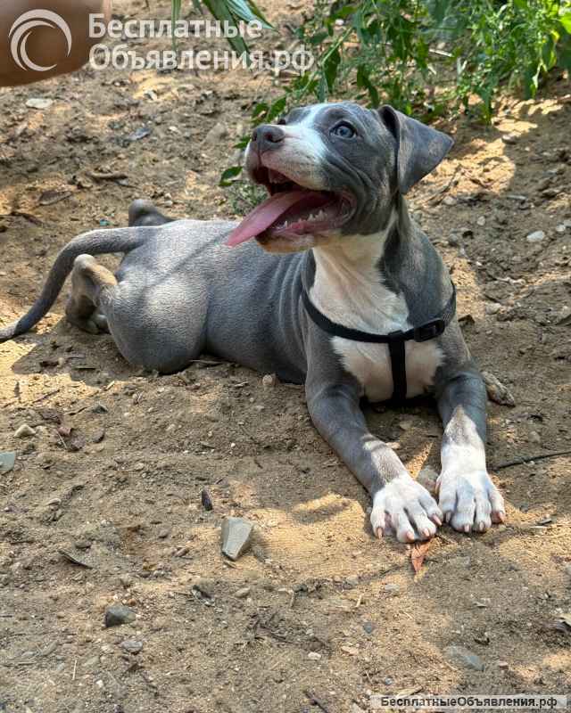 Шикарные голубо-белые щенки Амстаффтерьера 4 месяца ркф