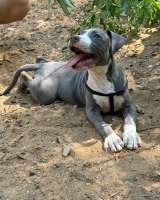 Шикарные голубо-белые щенки Амстаффтерьера 4 месяца ркф